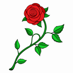 red rose on a white background