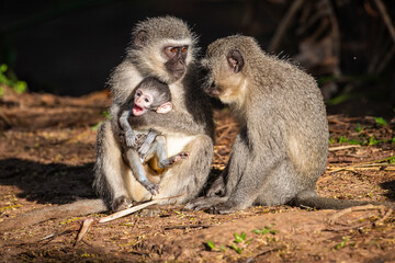 Vervet monkeys with baby