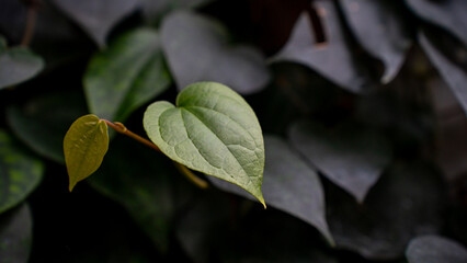 Vibrant Green Leaf Standing Out Amongst Dark Foliage symbolizing hope and renewal in nature.