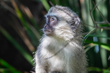 Portrait of a vervet monkey