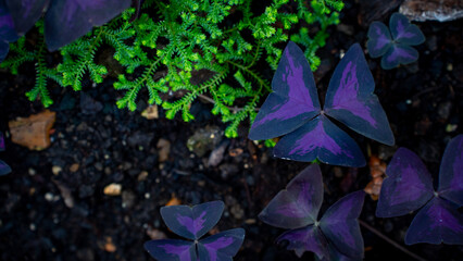Vibrant purple and green leaves in a lush garden setting, depicting natural beauty and plant...