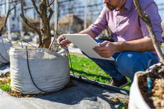 Man inspecting tree growth on digital tablet