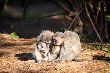 Family of vervet monkey