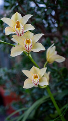 Beautiful Orchids in Bloom Against Green lush springtime garden, showcasing the beauty of nature.
