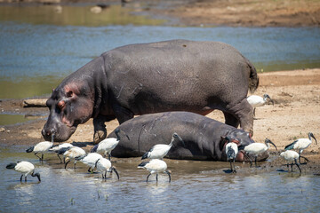 hippopotamus at the rivers edge