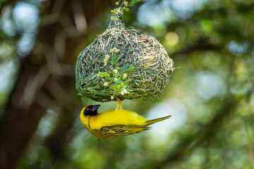 Yellow masked weaver building a nest