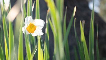 Single narcissus flower stands out against a blurred background, portraying the beauty of spring in a sunlit garden.