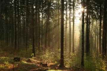 Abwaschbare Fototapete Morgen mit Nebel sunrise in the forest