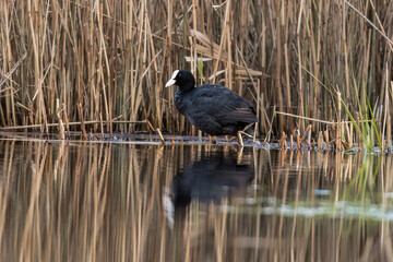 The Eurasian coot, Fulica atra, floats on the water in its natural habitat, a beautiful water bird swims calmly on the water, a high-pressure water bird, a bird under protection