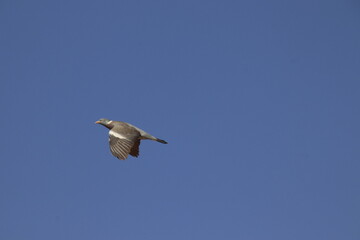 Fototapeta na wymiar dove flying in blue sky