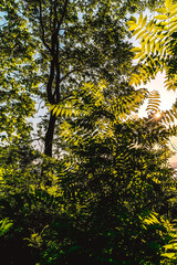 The rays of the sun breaking through the dense forest thickets of green plants. Rays between the leaves of dense thickets of taiga plants.