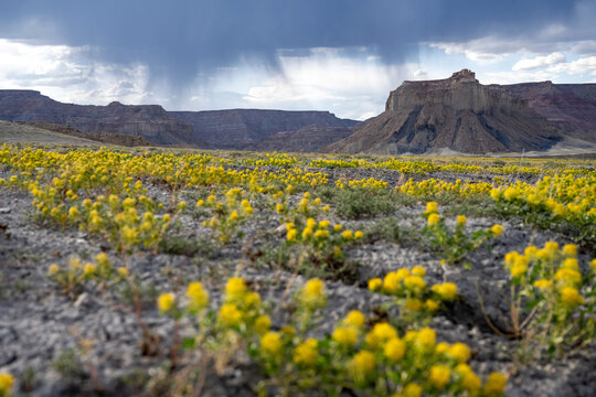 Stormy day at desert landscape 
