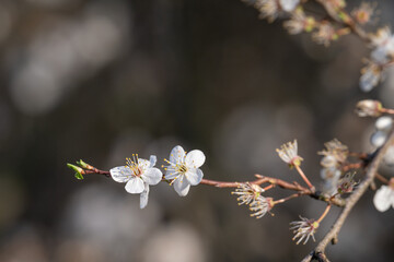 White blossomed plum blossoms on a twig.