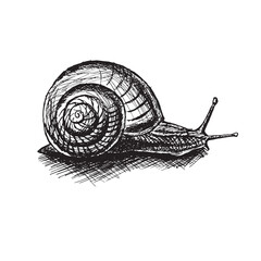 Roman snail monochrome sketch stock vector illustration for web, for print, for a menu restaurant