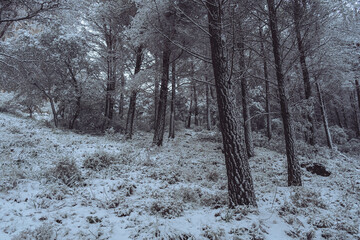 Nevada en la montaña solitaria de la sierra de Jaén