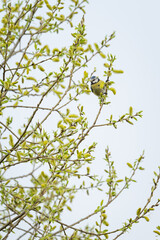 Blue tit on a willow twig.