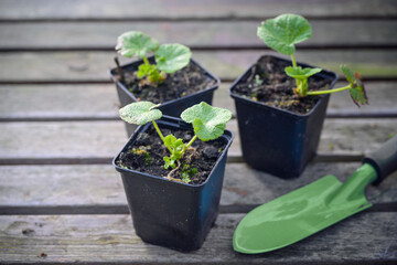 Pre-grown seedlings of hollyhocks (Alcea) in plant pots and a shovel on a rustic wooden garden...
