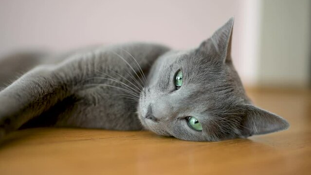 Young playful Russian Blue cat relaxing indoors on a sunny morning. Gorgeous blue-gray cat with green eyes. Family pet at home. Slow motion footage.