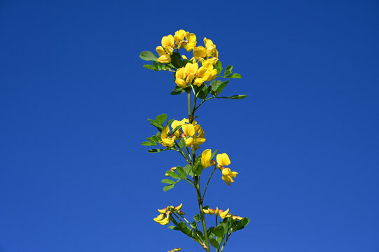 Yellow flowers bloom on a tree against a blue sky.  Hippocrepis emerus or scorpion senna.
