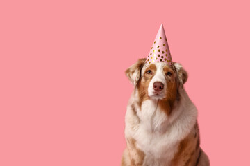 Cute Australian Shepherd dog in party hat on pink background