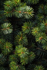 Naklejka na ściany i meble Green pine needles