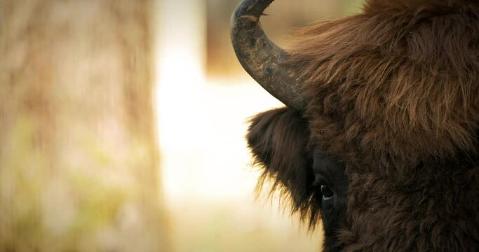 European Bison Or Bison Bonasus, Also Known As Wisent Or European Wood Bison In Autumn Forest close up horns and eyes.