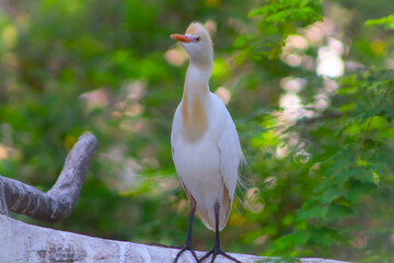 Beautiful egret bird on the tree branch