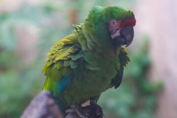 Green Parrot Closeup Face And Sitting On The Tree Branch