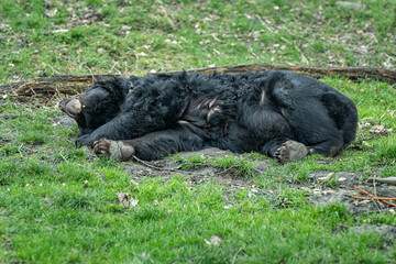 An adult long-eared bear lying on the grass with a wart on his chin.