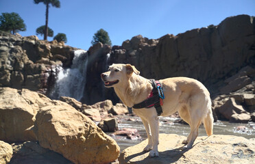 dog under a natural waterfall
