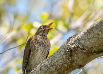 First record of Pearly-eyed Thrasher in United States, seen in Key West Florida 