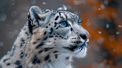 Fototapeta premium Beautiful portrait of a snow leopard in the snow in winter. Close-up photo of a snow leopard. Big cat. Poster print snow leopard.