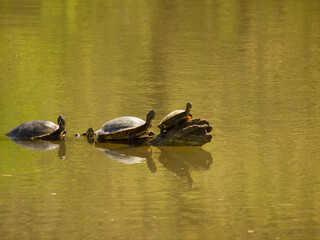 four turtles are in the water and one is facing forward