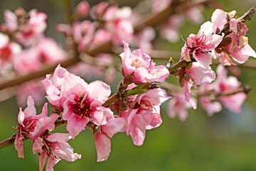 A blooming branch of peach (Prunus persica) tree