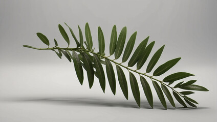 acacia leaf in new style
