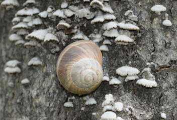 A shell snail on a dead tree bark in spring