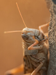 Locust in detail on a plant.