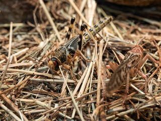 Locust in detail on a plant.