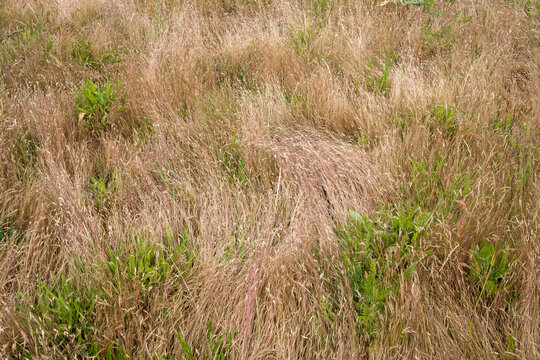 Field of windswept meadow grass in late summer