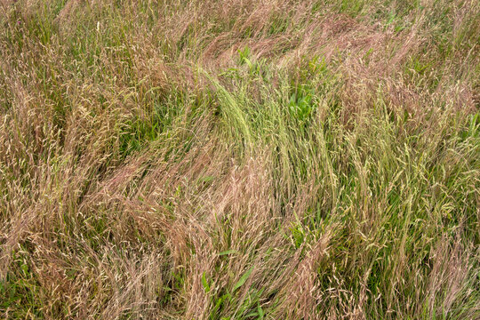 Field of windswept meadow grass in late summer