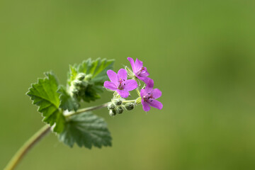 Mediterranean stork's bill (Erodium malacoides) flowers