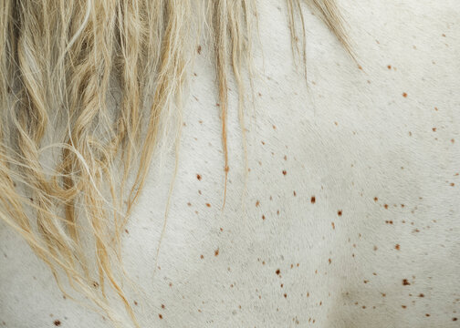 Animal skin