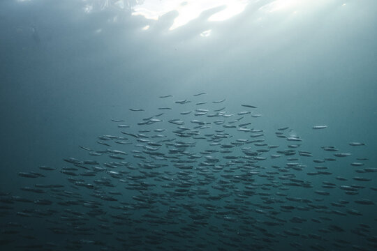 swarm fish