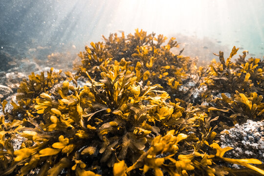 yellow seaweed