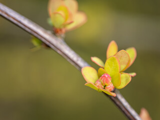 Fresh young green leaves of boxwood barberry.