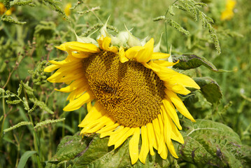 sunflower