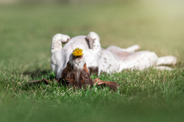 piebald dachshund dog holding a yellow dandelion in his teeth funny photos of pets on a walk outside - obrazy, fototapety, plakaty