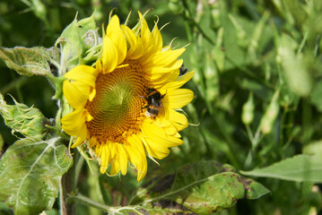 Bumblebee on sunflower