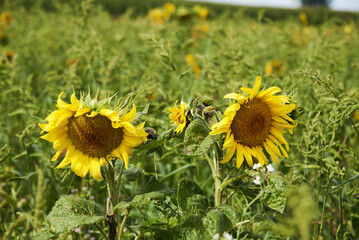 field of sunflowers