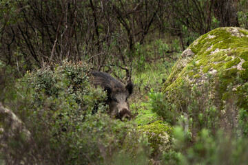 Wild boar is hiding in the bushes. Wild pig in Andujar nature reserve. Spring in Europe. 